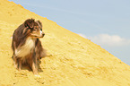 Australian Shepherd in the sand pit