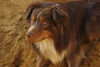 Australian Shepherd in the sand pit