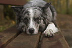 lying Australian Shepherd