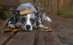 lying Australian Shepherd