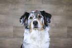 Australian Shepherd portrait