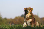 sitting Australian Shepherd