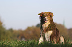 sitting Australian Shepherd