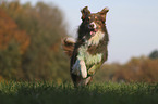 running Australian Shepherd