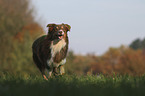 running Australian Shepherd