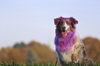 sitting Australian Shepherd