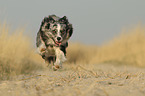 running Australian Shepherd