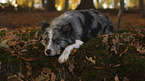 lying Australian Shepherd