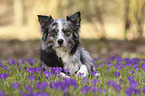 lying Australian Shepherd