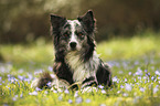 lying Australian Shepherd