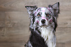 Australian Shepherd portrait