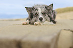 lying Australian Shepherd