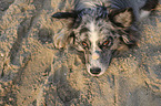lying Australian Shepherd