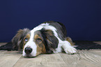 lying Australian Shepherd