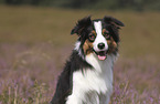 Australian Shepherd portrait