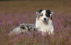 lying Australian Shepherd