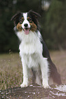 standing Australian Shepherd