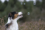 Australian Shepherd portrait