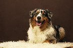 lying Australian Shepherd