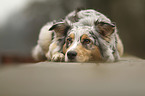 lying Australian Shepherd