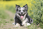 lying Australian Shepherd