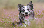 Australian Shepherd portrait