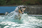 Australian Shepherd in the pool
