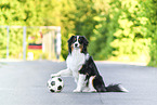 sitting Australian Shepherd