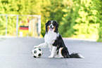 sitting Australian Shepherd