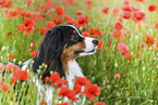 Australian Shepherd portrait