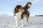 standing Australian Shepherd