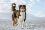 walking Australian Shepherd