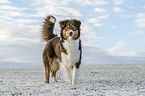 walking Australian Shepherd