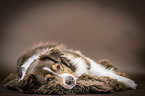 lying Australian Shepherd