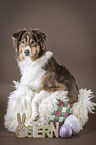 Australian Shepherd