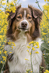 Australian Shepherd portrait