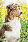 Australian Shepherd portrait