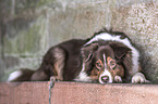 lying Australian Shepherd
