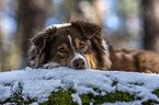 lying Australian Shepherd
