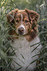 Australian Shepherd portrait