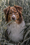 Australian Shepherd portrait