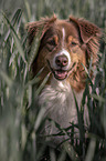 Australian Shepherd portrait