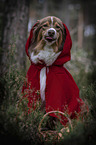 Australian Shepherd in costume