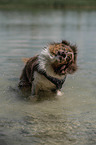 sitting Australian Shepherd