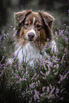 Australian Shepherd portrait