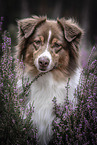 Australian Shepherd portrait