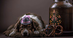lying Australian Shepherd