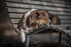 lying Australian Shepherd