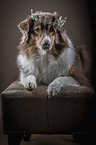 lying Australian Shepherd