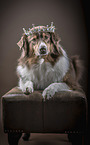 lying Australian Shepherd